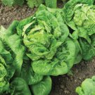 Little Gem Lettuce Seeds 600+ Mini Romaine Non Gmo Fresh Garden