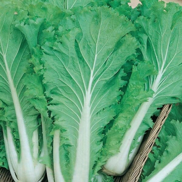 Chinese Michihili Cabbage Seeds 500+ Vegetable Non Gmo Fresh Garden