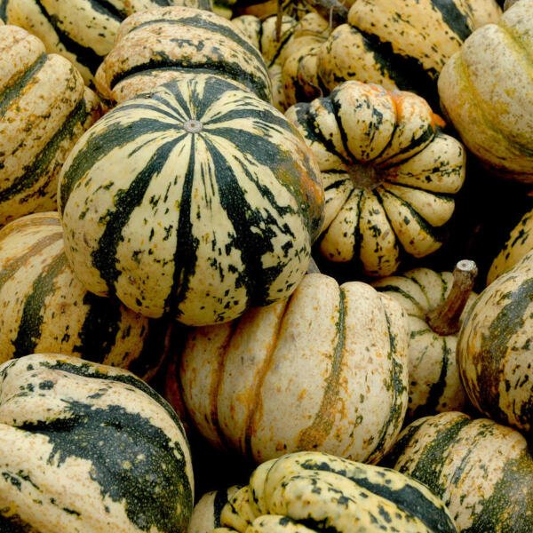Sweet Dumpling Squash Seeds 30 Ct Winter Vegetable Non Gmo Fresh Garden