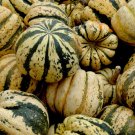 Sweet Dumpling Squash Seeds 30 Ct Winter Vegetable Non Gmo Fresh Garden