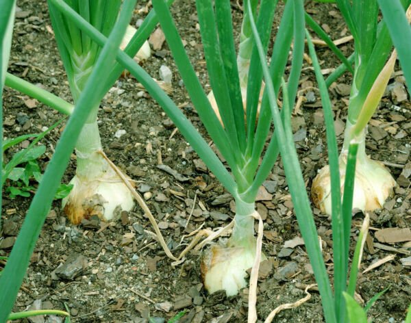 Walla Walla Onion Seeds 200+ Sweet Mild Vegetable Non Gmo Fresh Garden