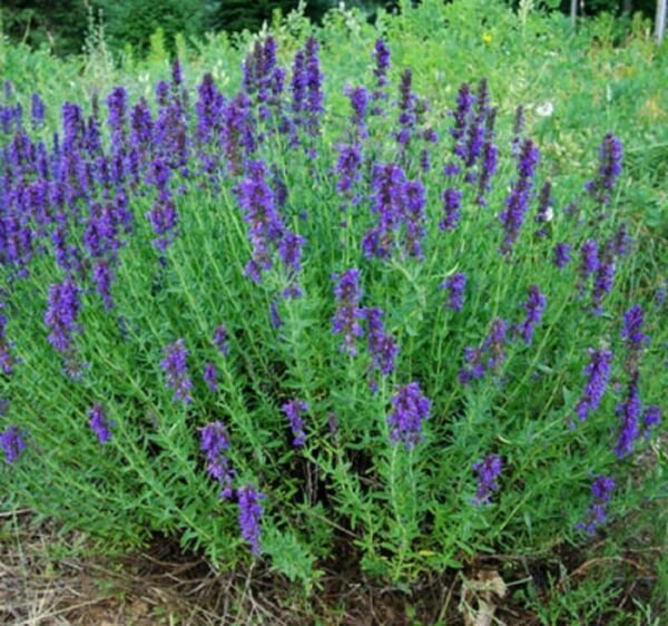 Hyssop Seeds 500+ Common Herb Heirloom Perennial Non Gmo Fresh Garden