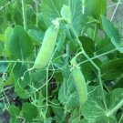 Pea Seeds Early Alaska 25 Ct Pod Vegetable Heirloom Non Gmo Fresh Garden