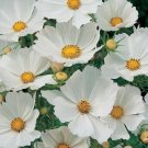Cosmos Purity Seeds 100 Ct White Flower Butterflies Fresh Garden