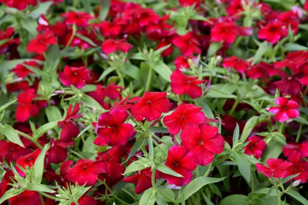 Phlox Red Annual Flower Seeds 100+ Fragrant Heirloom Fresh Garden