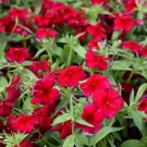 Phlox Red Annual Flower Seeds 100+ Fragrant Heirloom Fresh Garden
