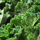 Kale 500+ Seeds Dwarf Siberian Vegetable Non Gmo Fresh Garden