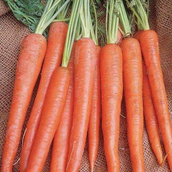 Imperator 58 Carrot Seeds 1000+ Vegetable Heirloom Non Gmo Fresh Garden