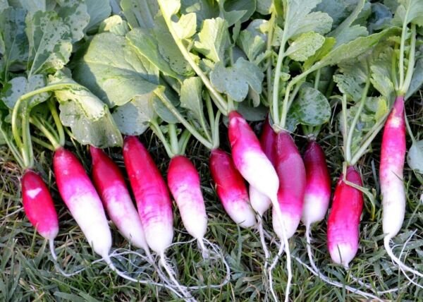 French Breakfast Radish Seeds 200 Ct Vegetable Non Gmo Fresh Garden