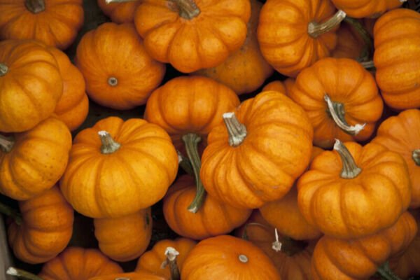 Jack Be Little Pumpkin Seeds 15+ Miniature Mini Tiny Non Gmo Fresh Garden
