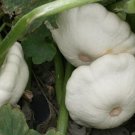 Squash Seeds 25 Early White Bush Scallop Patty Pan Summer Fresh Garden