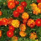Marigold Seeds 150+ French Sparky Mix Flower Tagetes Wildflower Fresh Garden