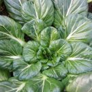 Tatsoi Mustard Seeds 500+ Asian Chinese Cuisine Non Gmo Fresh Garden