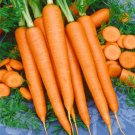 Tendersweet Carrot Seeds 1000+ Vegetable Non Gmo Fresh Garden
