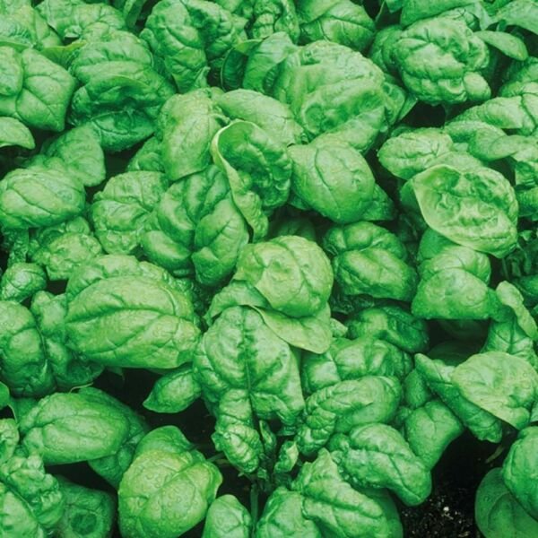 Spinach Seeds Bloomsdale 100+ Dark Green Vegetable Heirloom Fresh Garden