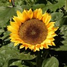 Sunflower Seeds Dwarf Sunspot 50+ Yellow Flower Annual Fresh Garden
