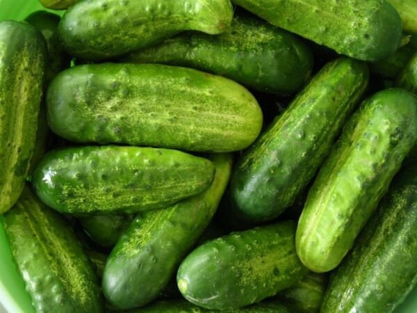 National Pickling Cucumber Seeds 50+ Vegetable Non Gmo Fresh Garden