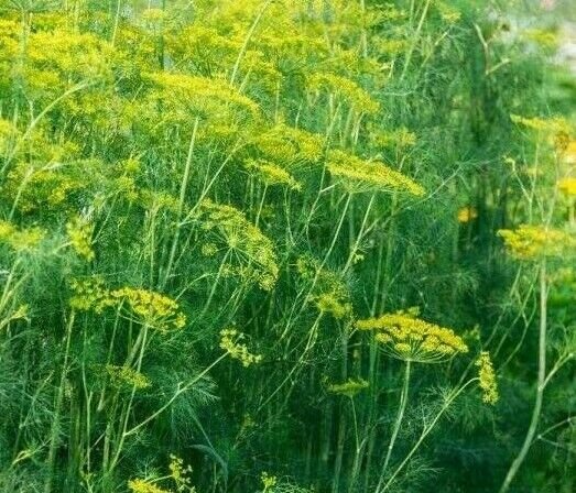 Dill Seeds 500+ Dukat Dill Herb Pickling Butterflies Nongmo Fresh Garden