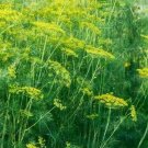 Dill Seeds 500+ Dukat Dill Herb Pickling Butterflies Nongmo Fresh Garden