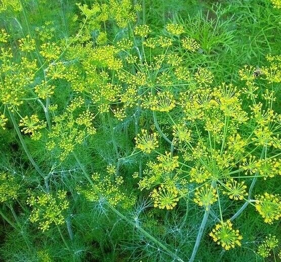 Dill Seeds 500+ Mammoth Long Island Herb Pickling Non Gmo Fresh Garden