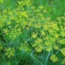 Dill Seeds 500+ Mammoth Long Island Herb Pickling Non Gmo Fresh Garden