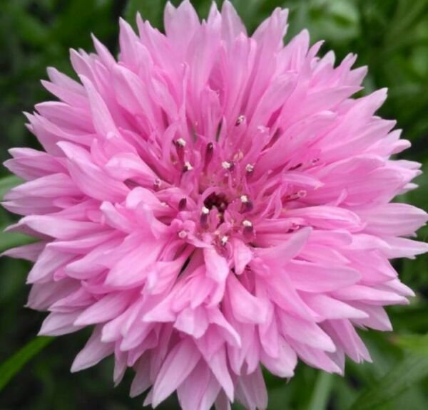 Pink Cornflower Seeds 200+ Tall Pink Bachelor Button Wildflower Fresh Garden