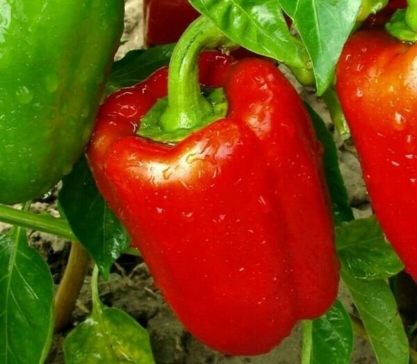 Red Bell Pepper Seeds 30+ Culinary Big Red Sweet Pepper Non Gmo Fresh Garden