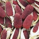 Strawberry Corn Seeds 30+ Vegetable Culinary Ornamental Fresh Garden