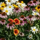 All Perennial Flower Seed Mix 200+ Coneflower Daisy Wildflower Fresh Garden