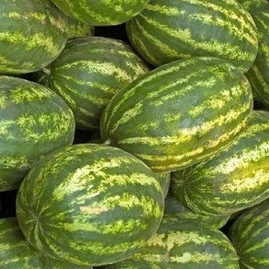 Watermelon Seeds 20+ Striped Klondike Blue Ribbon Melons Fruit Fresh Garden