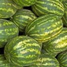 Watermelon Seeds 20+ Striped Klondike Blue Ribbon Melons Fruit Fresh Garden