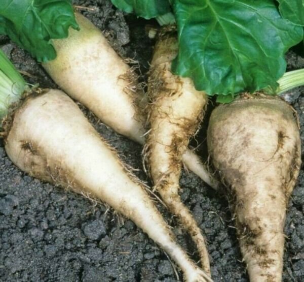 Sugar Beet Seeds 100+ Survival Grow Healthy Vegetables Fresh Garden