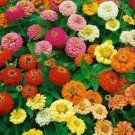 Thumbelina Zinnia Flower Seeds 100+ Bees Birds Annual Fresh Garden