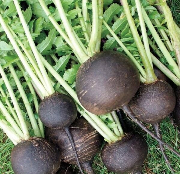 Black Spanish Round Radish Seeds 200+ Survival Vegetable Fresh Garden