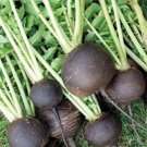 Black Spanish Round Radish Seeds 200+ Survival Vegetable Fresh Garden