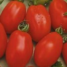 Rio Grande Tomato Seeds 100+ Vegetable Culinary Sauce Fresh Garden