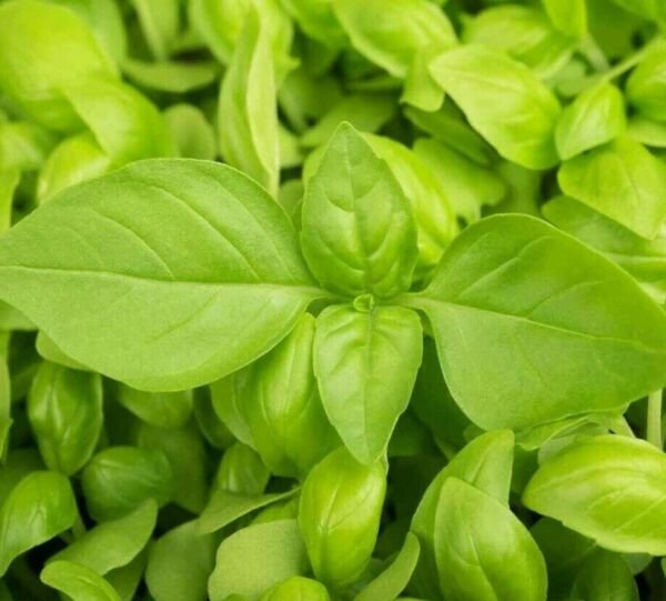 Lemon Basil Seeds 300+ Herbs Cuisine Culinary Cooking Fresh Garden