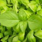 Lemon Basil Seeds 300+ Herbs Cuisine Culinary Cooking Fresh Garden