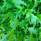 Mizuna Mustard Seeds 300+ Asian Culinary Micro Greens Fresh Garden