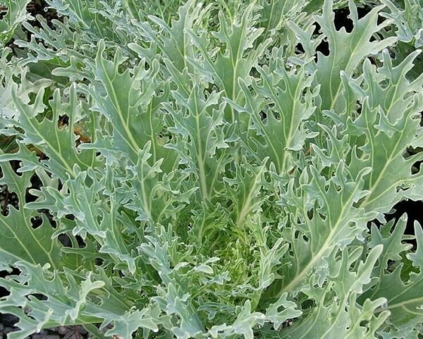 White Russian Kale Seeds 500+ Survival Vegetable Greens Salad Fresh Garden