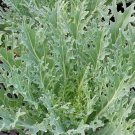 White Russian Kale Seeds 500+ Survival Vegetable Greens Salad Fresh Garden