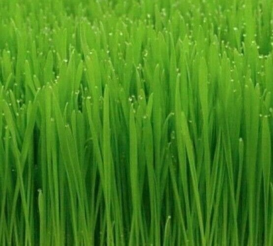 Cat Grass Seeds 50+ Cat Oat Grass Indoor Plant Kitty Meow Fresh Garden