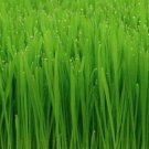 Cat Grass Seeds 50+ Cat Oat Grass Indoor Plant Kitty Meow Fresh Garden