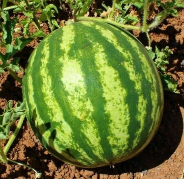 Crimson Sweet Watermelon Seeds 25+ Melons Fruit Avg Wt 25 Lbs Fresh Garden