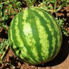 Crimson Sweet Watermelon Seeds 25+ Melons Fruit Avg Wt 25 Lbs Fresh Garden