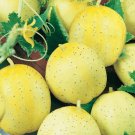 Lemon Cucumber Seeds 50+ Vegetable Culinary Salad Pickling Fresh Garden