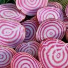 Chioggia Beet Seeds 100+ Survival Grow Healthy Vegetables Fresh Garden