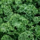 Dwarf Siberian Kale Seeds 500+ Survival Vegetable Greens Salad Fresh Garden
