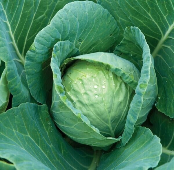 Cabbage Seeds 300+ All Seasons Cabbage Culinary Vegetable Culinary Fresh Garden