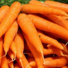 Tendersweet Carrot Seeds 1000+ Vegetable Culinary Soups Fresh Garden